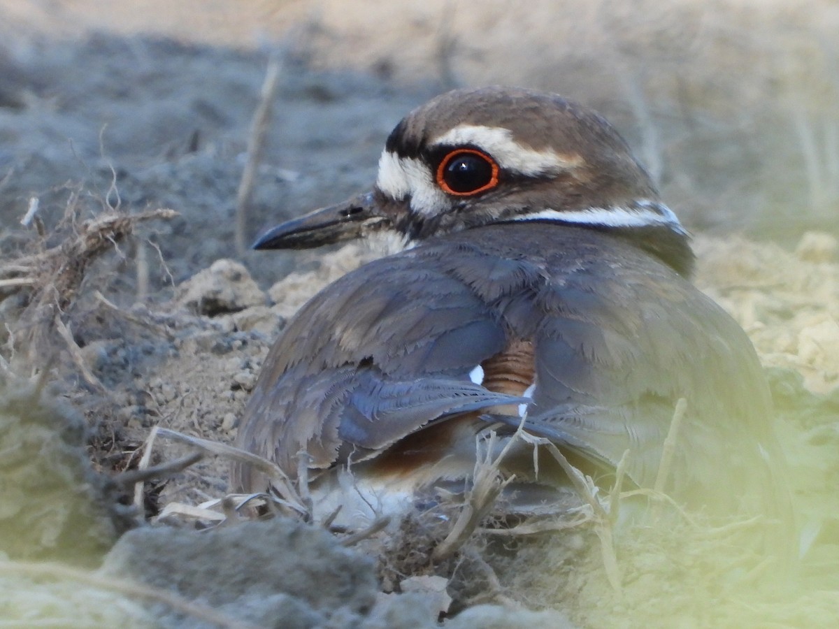 Killdeer - Tammy Bradford