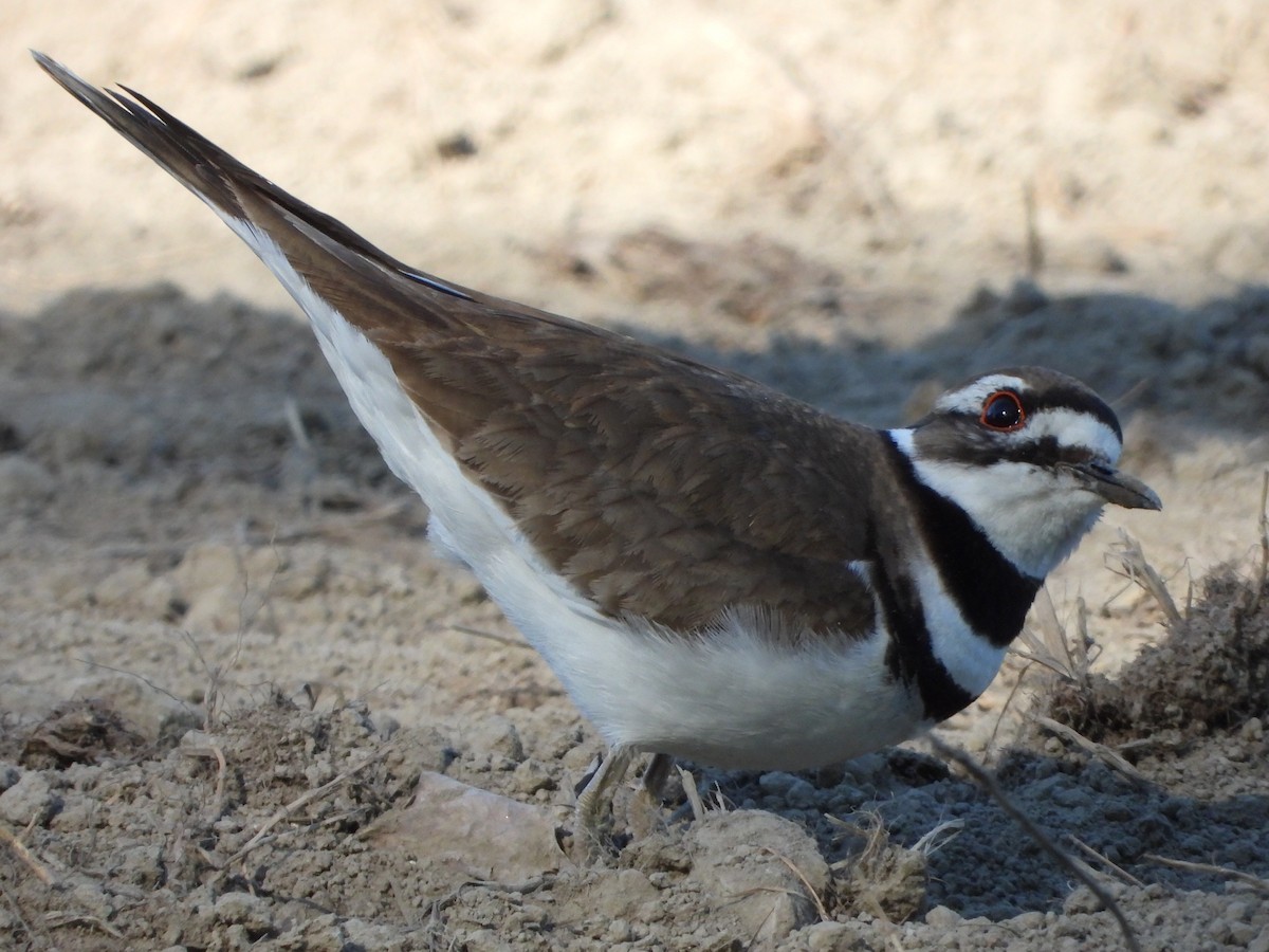 Killdeer - Tammy Bradford