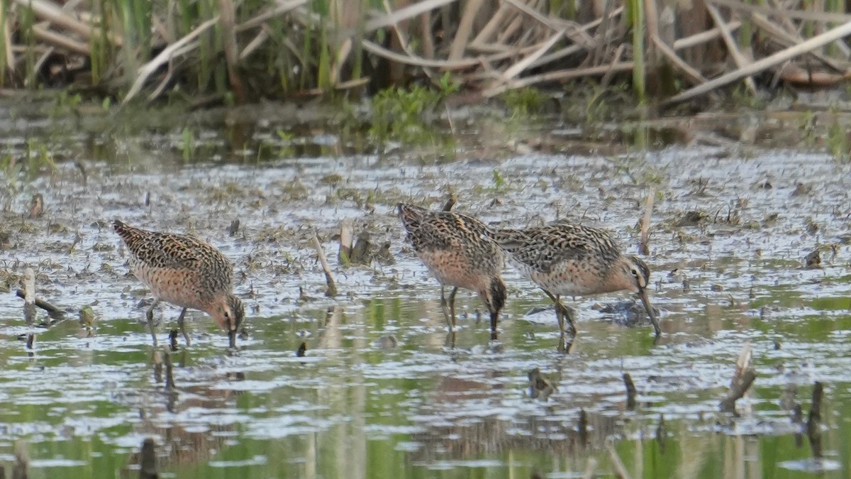 Short-billed/Long-billed Dowitcher - Jon Bartell