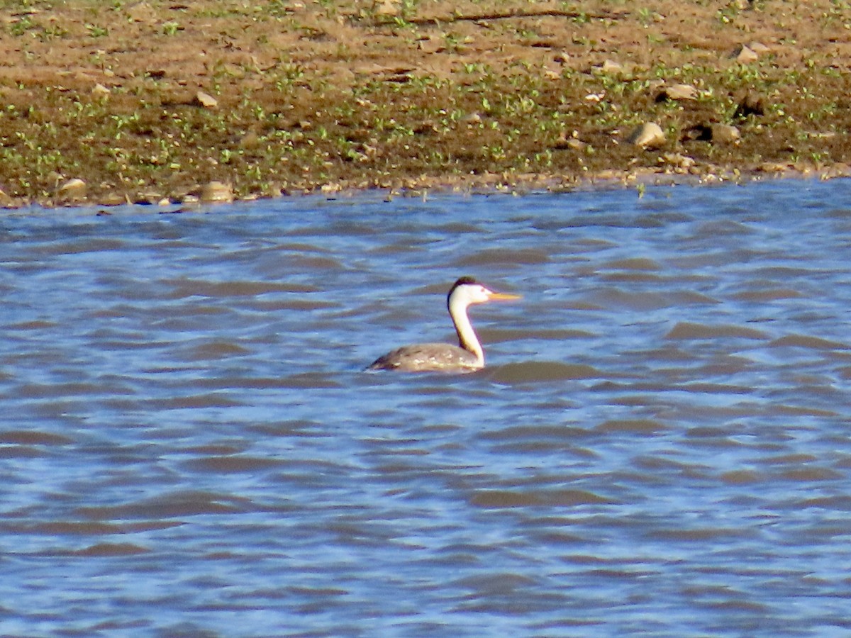 Clark's Grebe - ML618942217