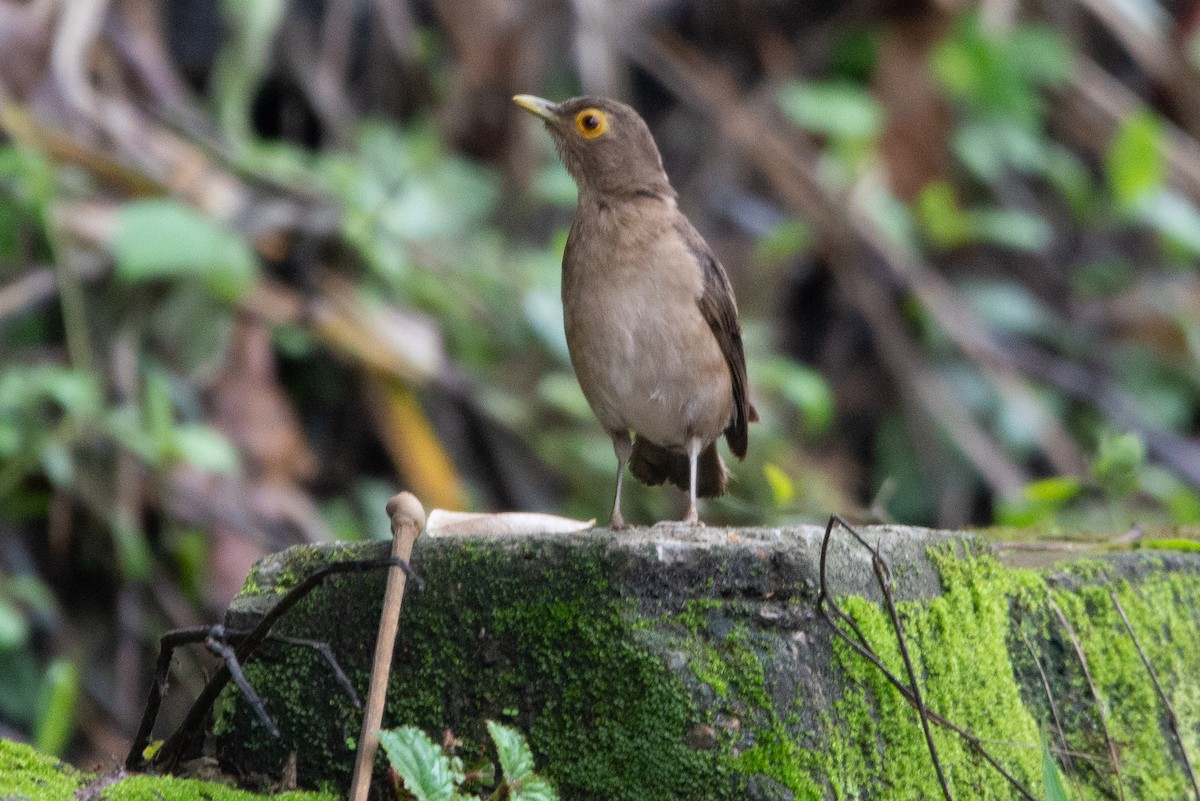 Spectacled Thrush - Fundación Ecoturística Recetor Vive un Paraíso