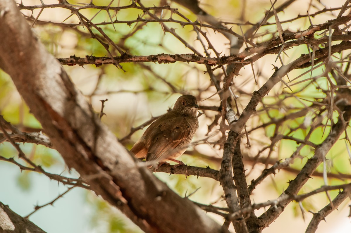 Barred Wren-Warbler - Dominic More O’Ferrall