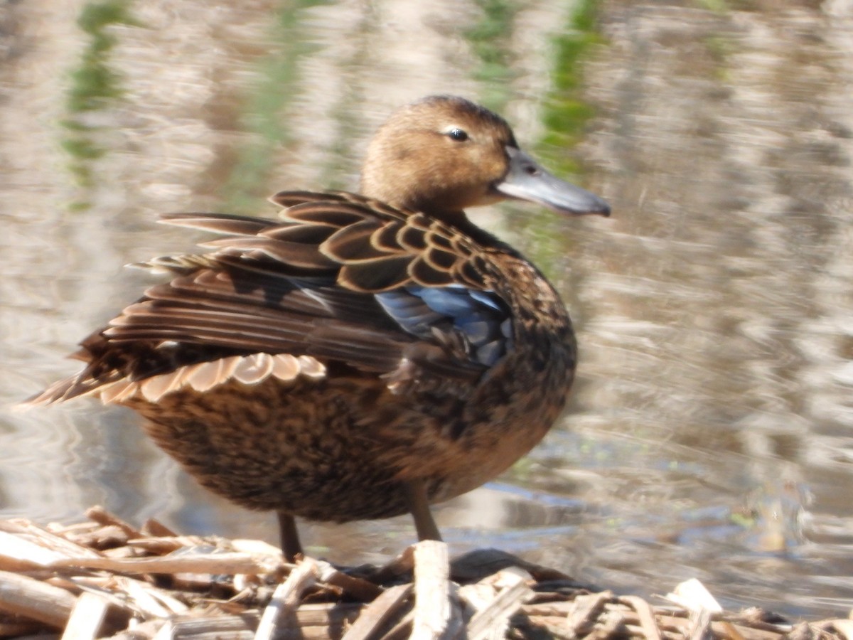 Cinnamon Teal - Tammy Bradford