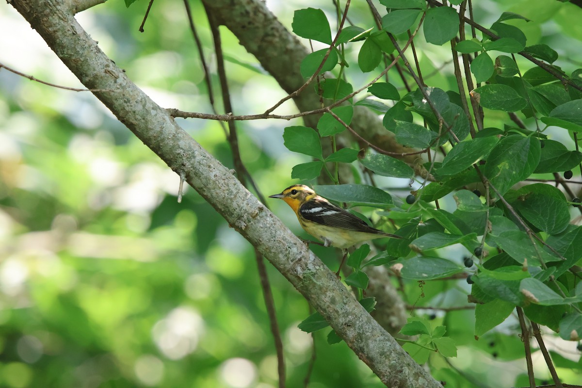 Blackburnian Warbler - ML618942269