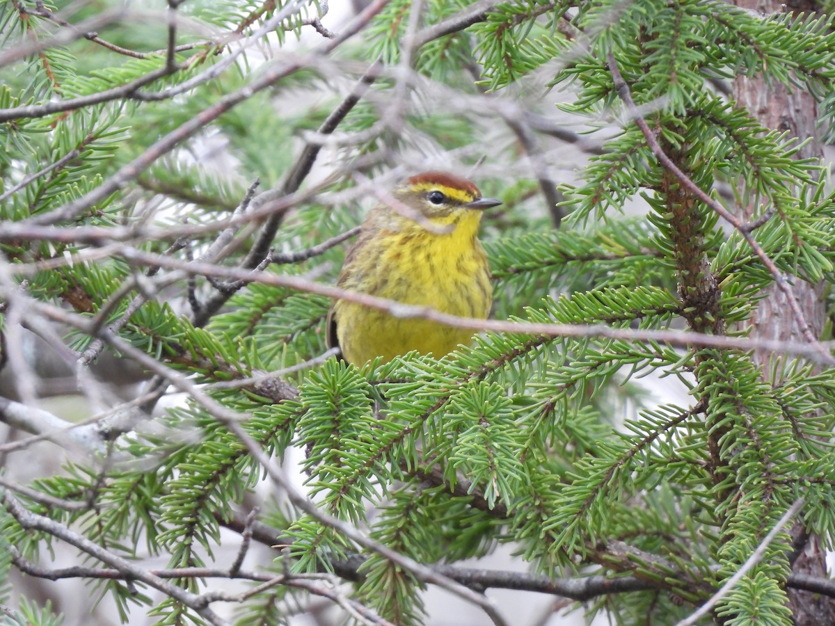 Palm Warbler - Rhonda Langelaan