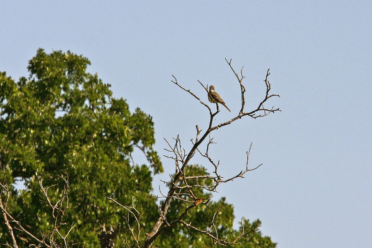 Ash-throated Flycatcher - William Clark