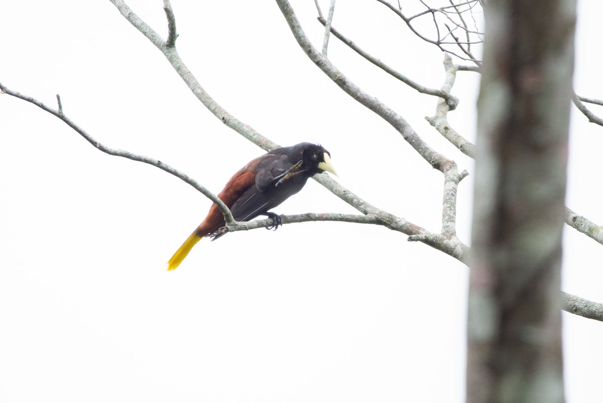 Crested Oropendola - Fundación Ecoturística Recetor Vive un Paraíso