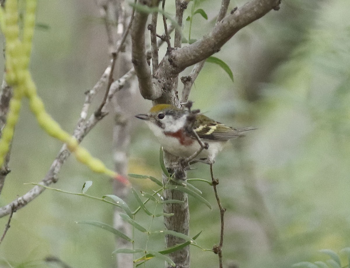 Chestnut-sided Warbler - Carlos Escamilla