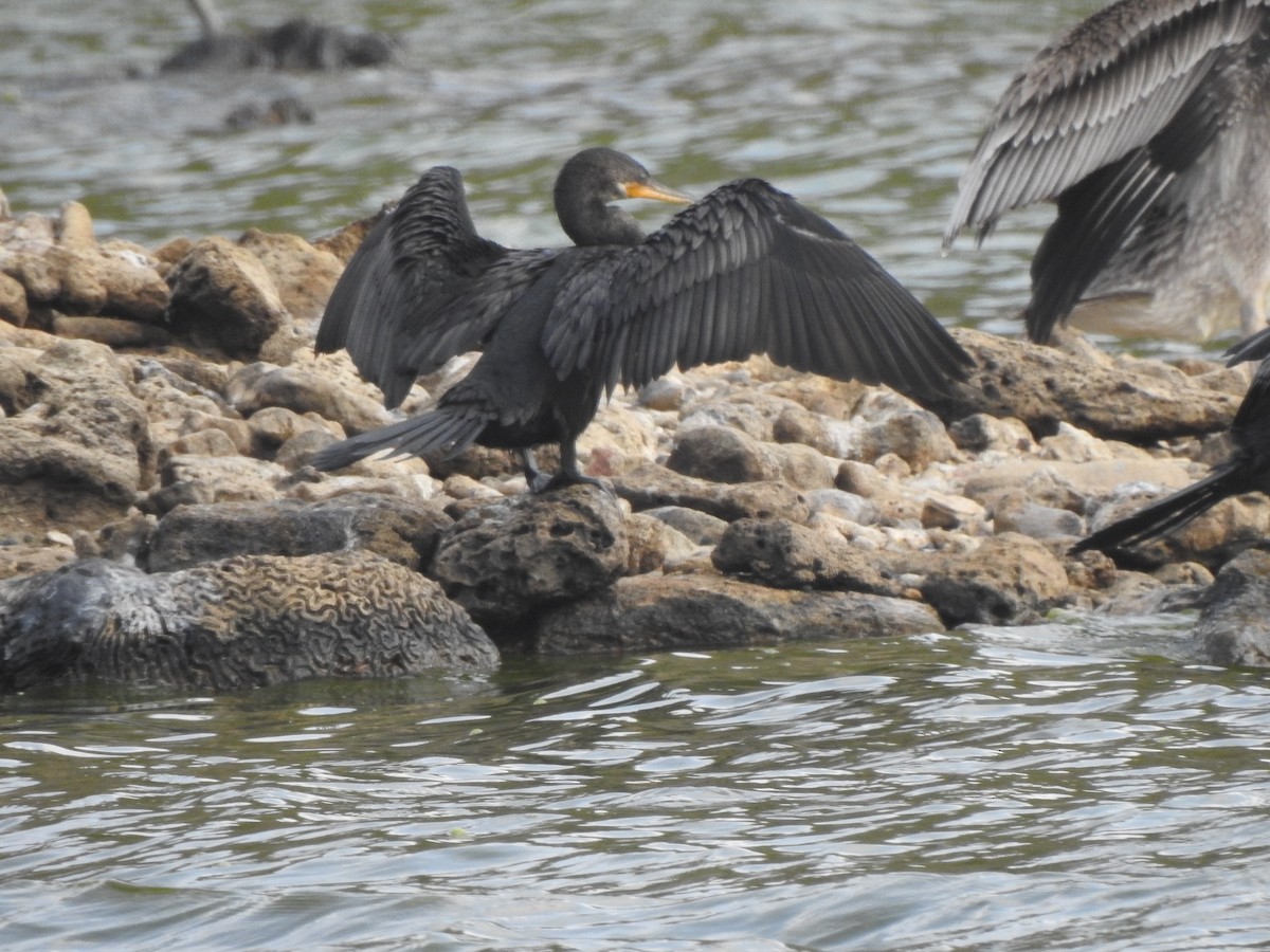 Neotropic Cormorant - Esther Faria