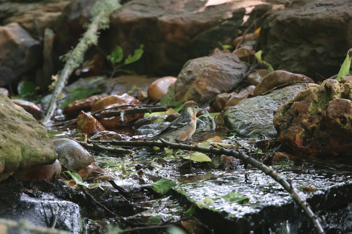 Bay-breasted Warbler - ML618942326