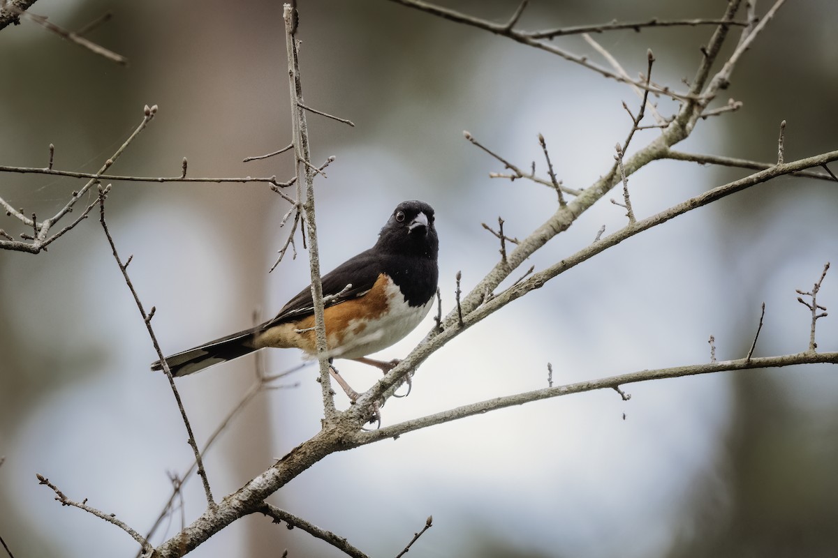 Eastern Towhee - ML618942334