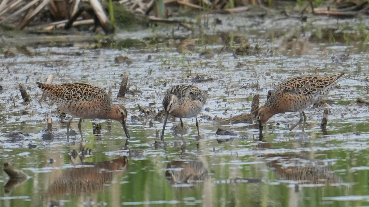 Short-billed/Long-billed Dowitcher - Jon Bartell