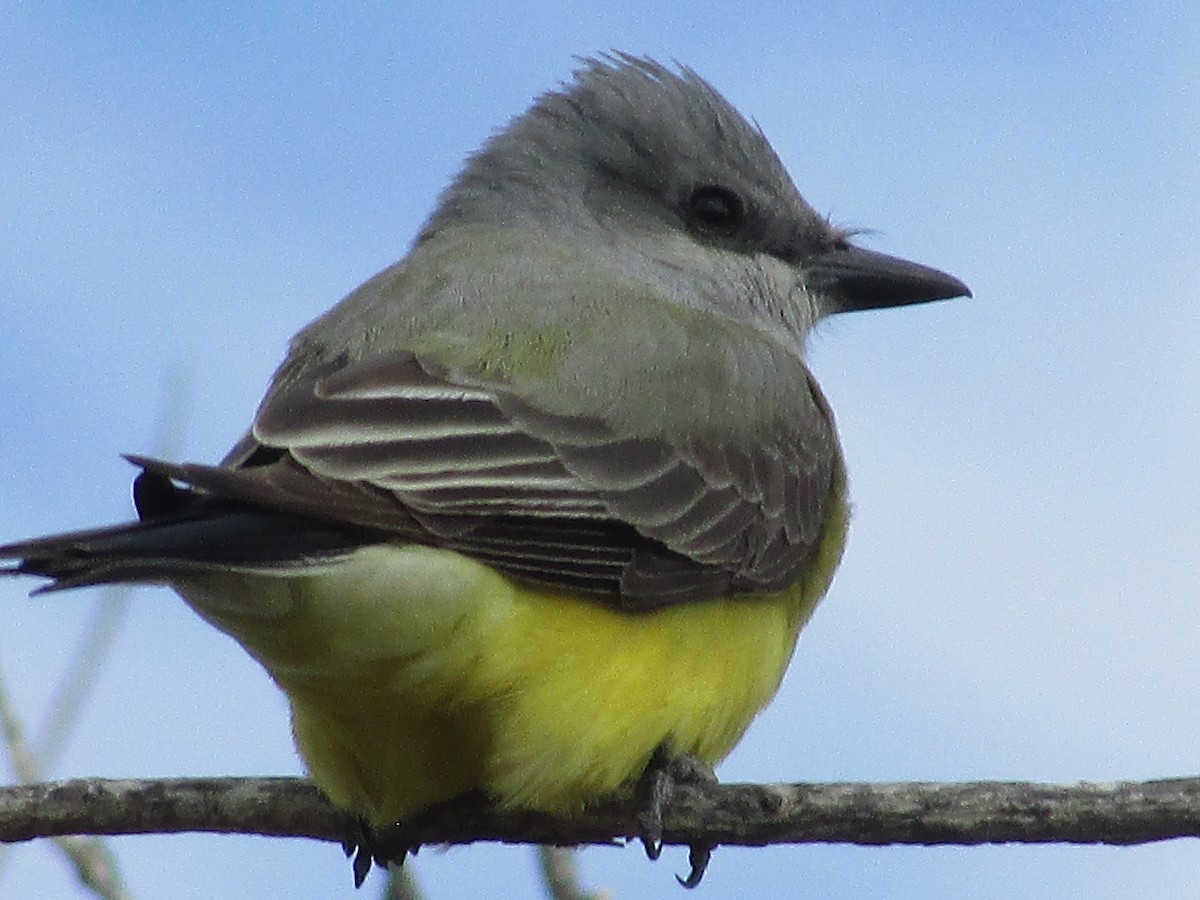 Western Kingbird - Felice  Lyons