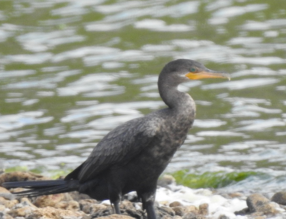 Neotropic Cormorant - Esther Faria