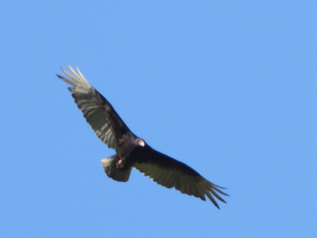 Turkey Vulture - Tammy Bradford