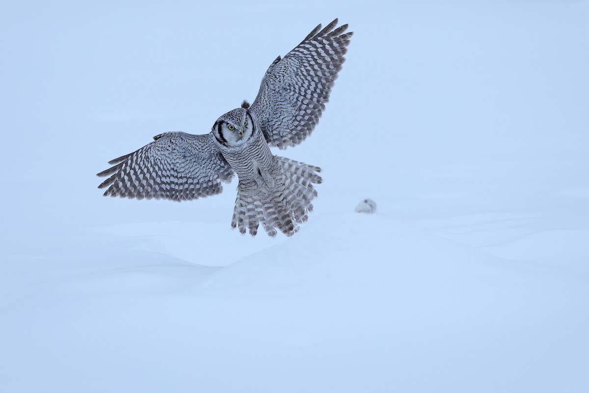 Northern Hawk Owl - ML618942379
