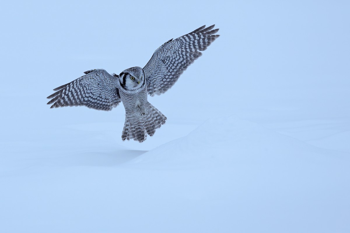 Northern Hawk Owl - ML618942380