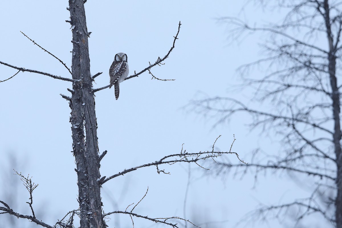 Northern Hawk Owl - ML618942381