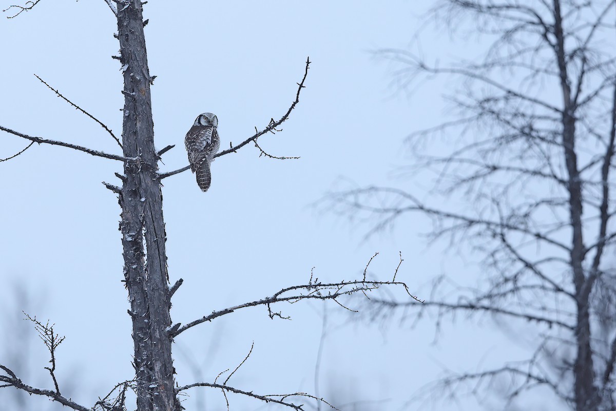 Northern Hawk Owl - ML618942383