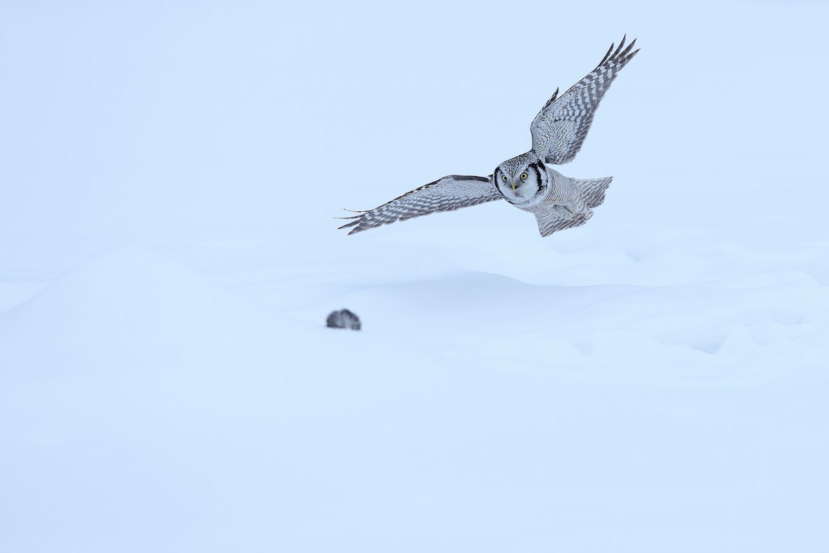 Northern Hawk Owl - Chun Fai LO