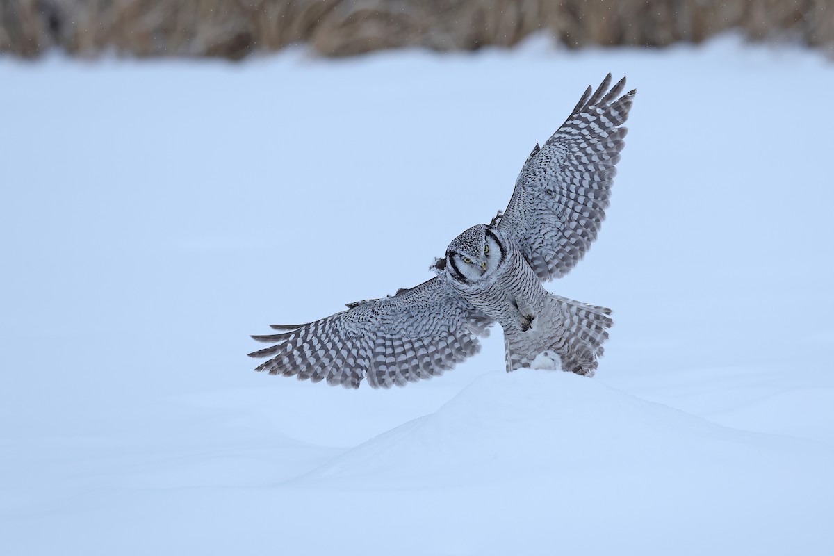 Northern Hawk Owl - ML618942385