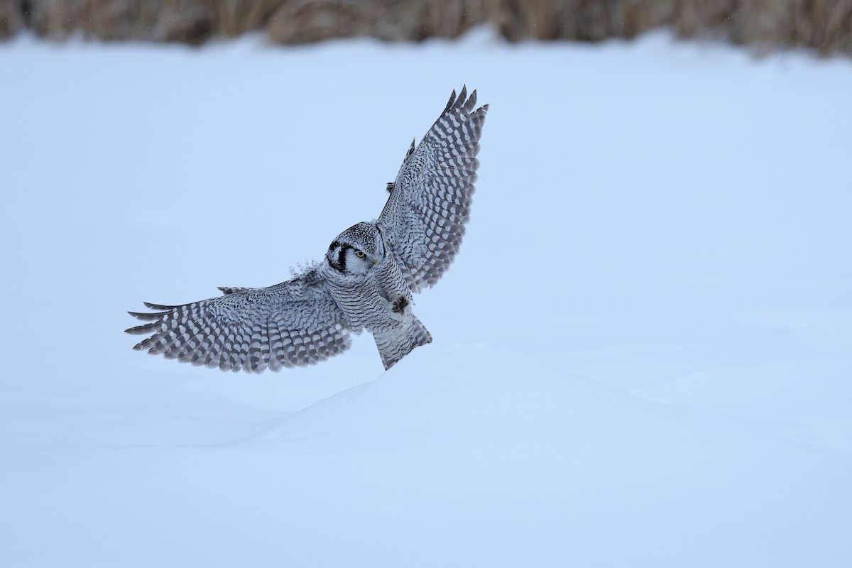 Northern Hawk Owl - ML618942386
