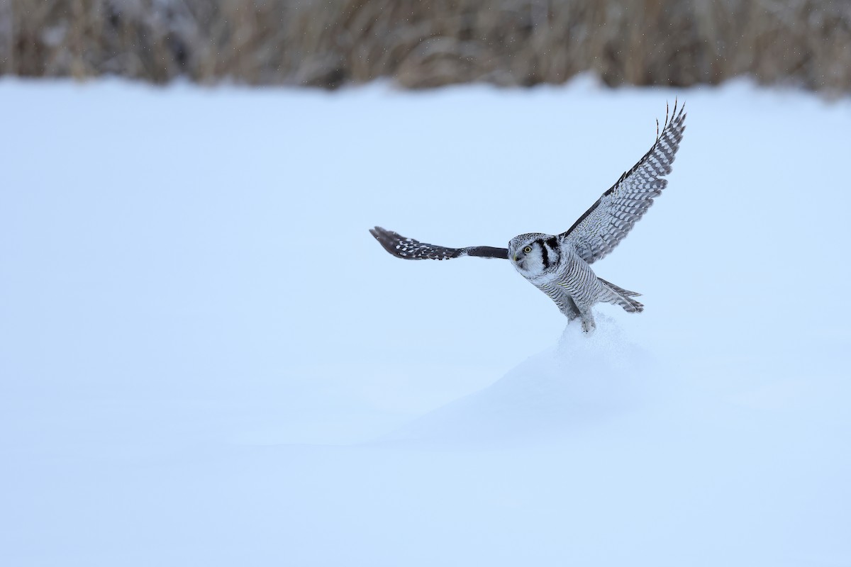 Northern Hawk Owl - Chun Fai LO