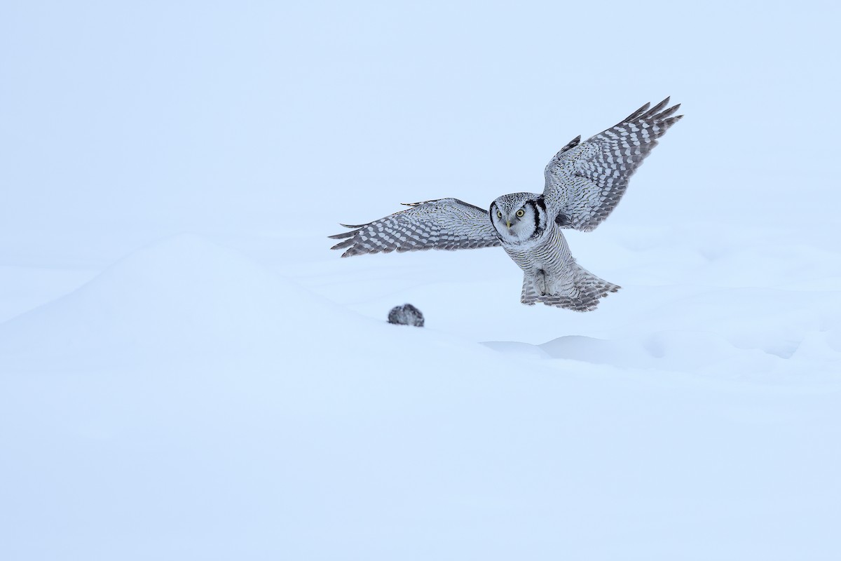 Northern Hawk Owl - ML618942389