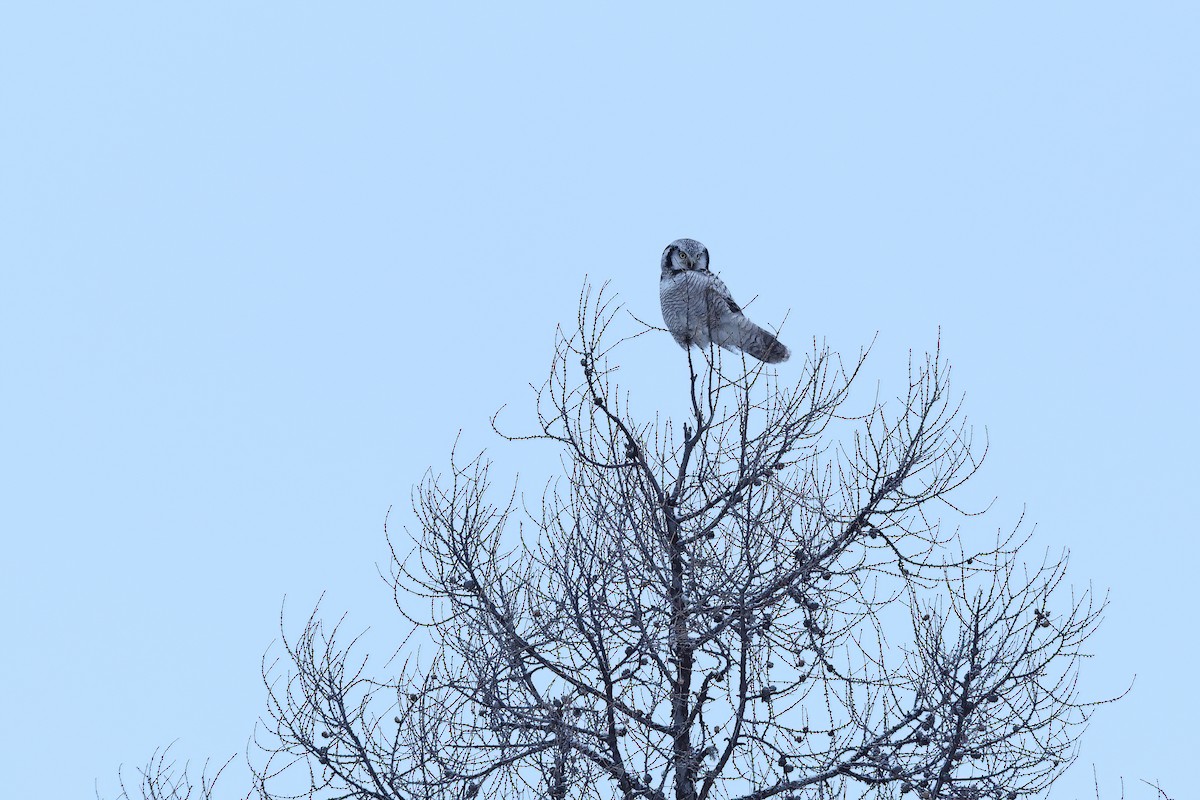 Northern Hawk Owl - Chun Fai LO