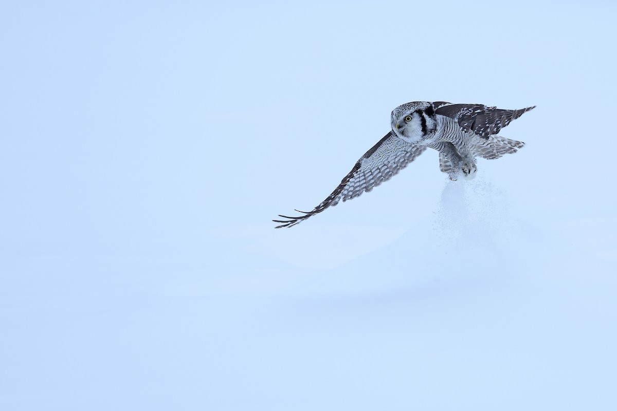 Northern Hawk Owl - ML618942393