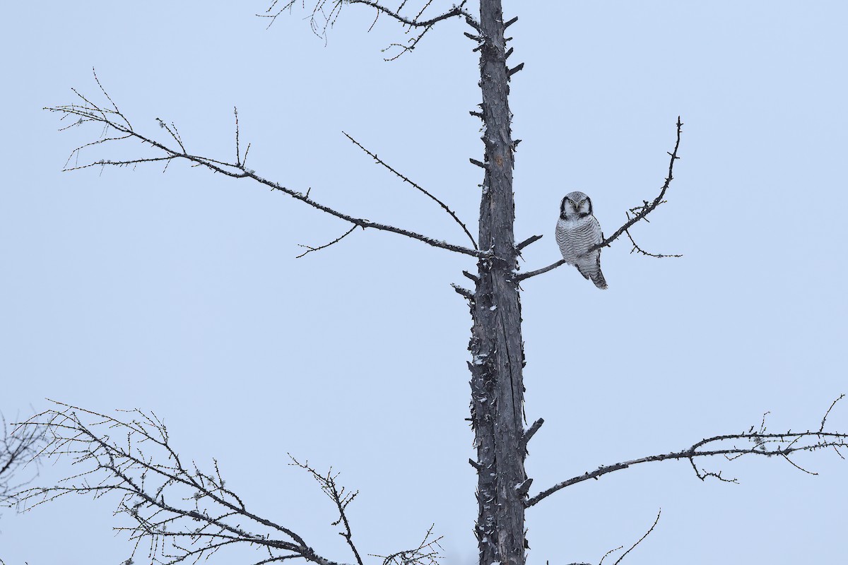 Northern Hawk Owl - ML618942395