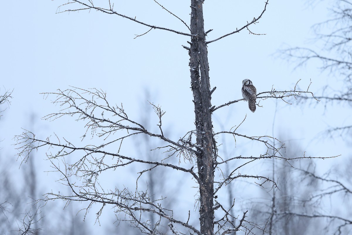 Northern Hawk Owl - ML618942398