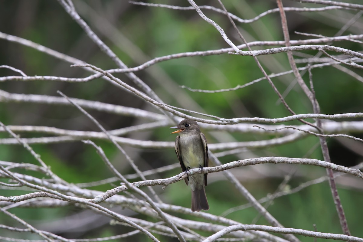 Eastern Wood-Pewee - ML618942399