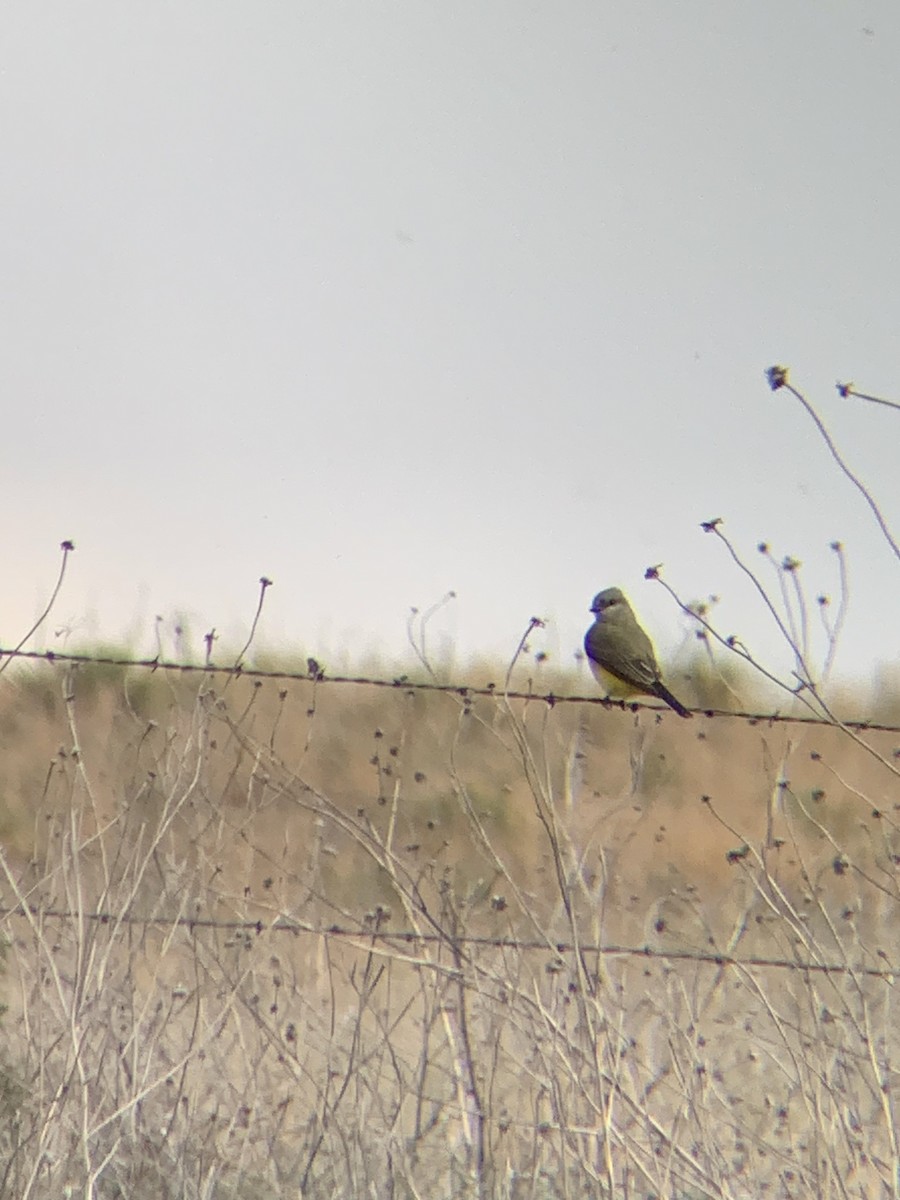 Western Kingbird - amanda medaries