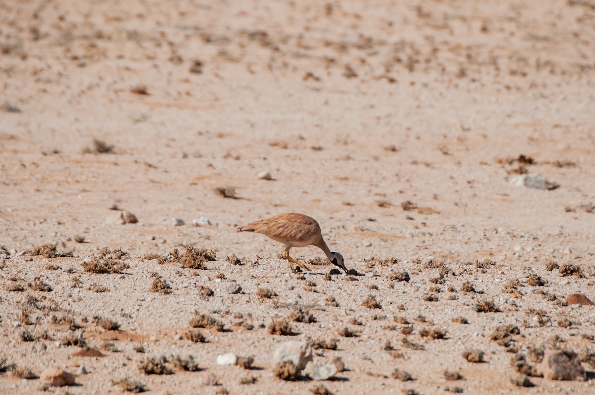 Karoo Bustard - Dominic More O’Ferrall