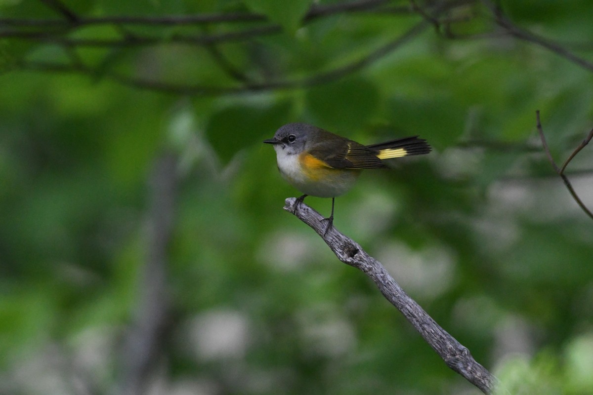 American Redstart - ML618942415