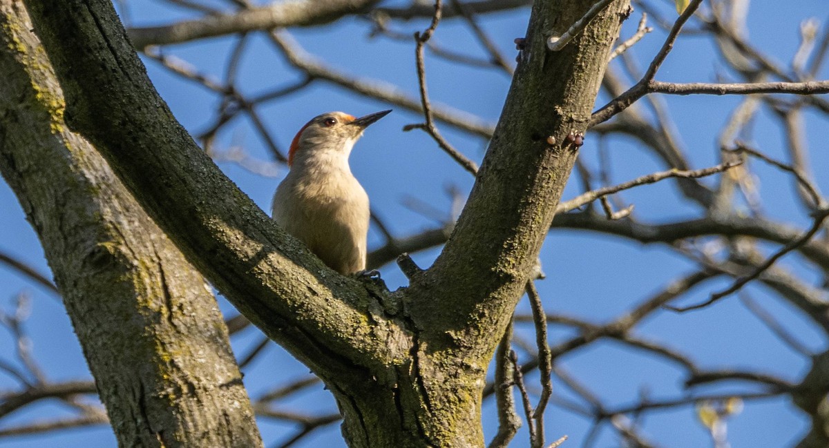 Red-bellied Woodpecker - ML618942447