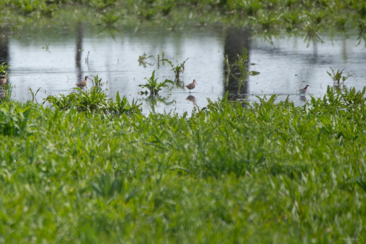 Long-billed Dowitcher - ML618942449