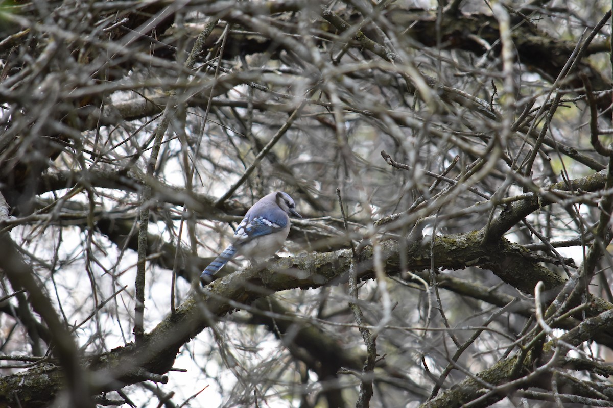 Blue Jay - Charlie Ripp