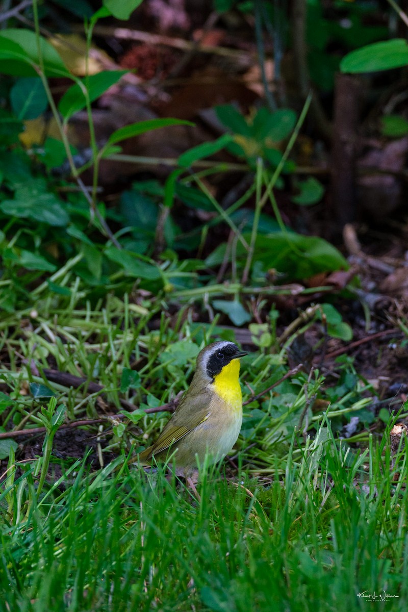 Common Yellowthroat - Khürt Williams