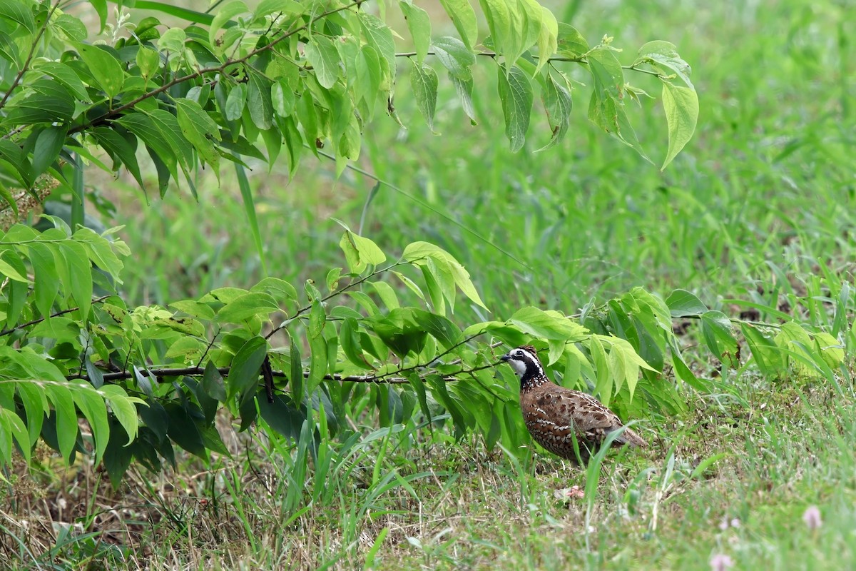 Northern Bobwhite - ML618942453