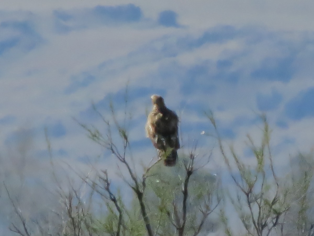 Rotschwanzbussard (calurus/alascensis) - ML618942462