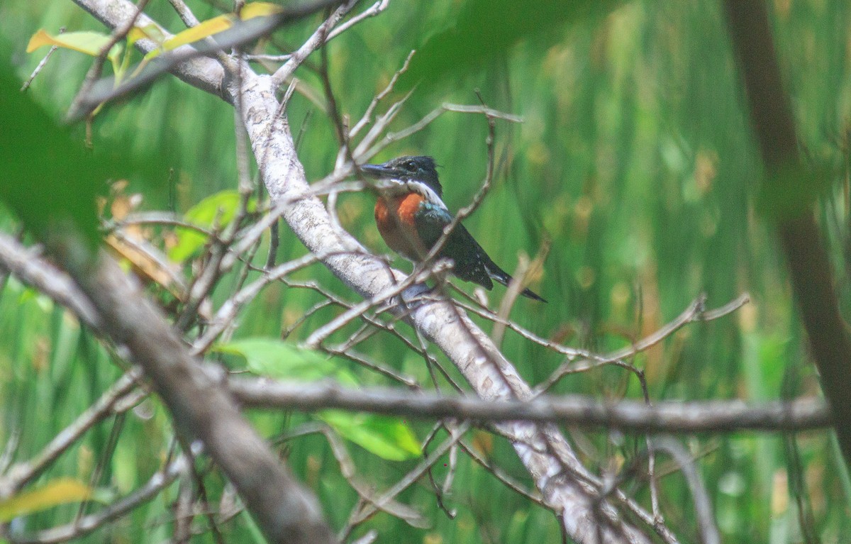 Green-and-rufous Kingfisher - Leidy margarita Niño acevedo