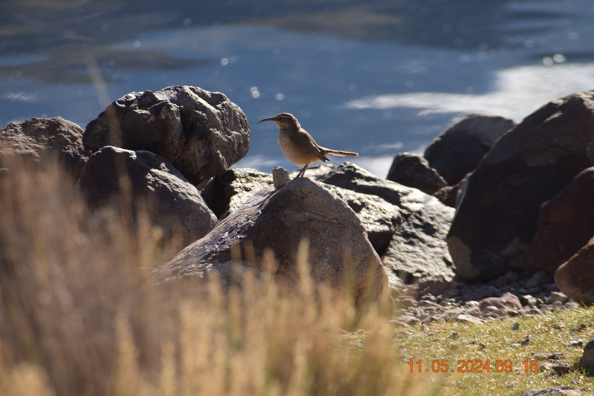 Black-faced/Andean Ibis - ML618942474