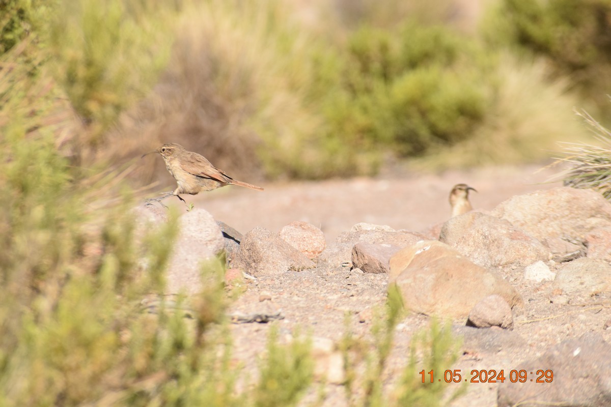 Black-faced/Andean Ibis - ML618942475