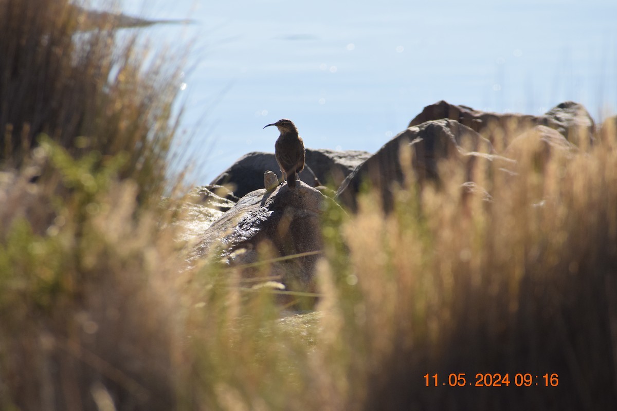 Black-faced/Andean Ibis - ML618942479