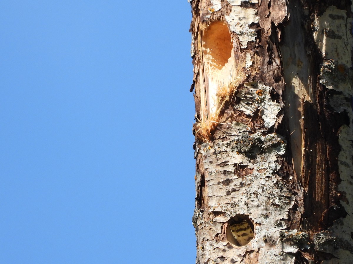 Downy Woodpecker - Tammy Bradford