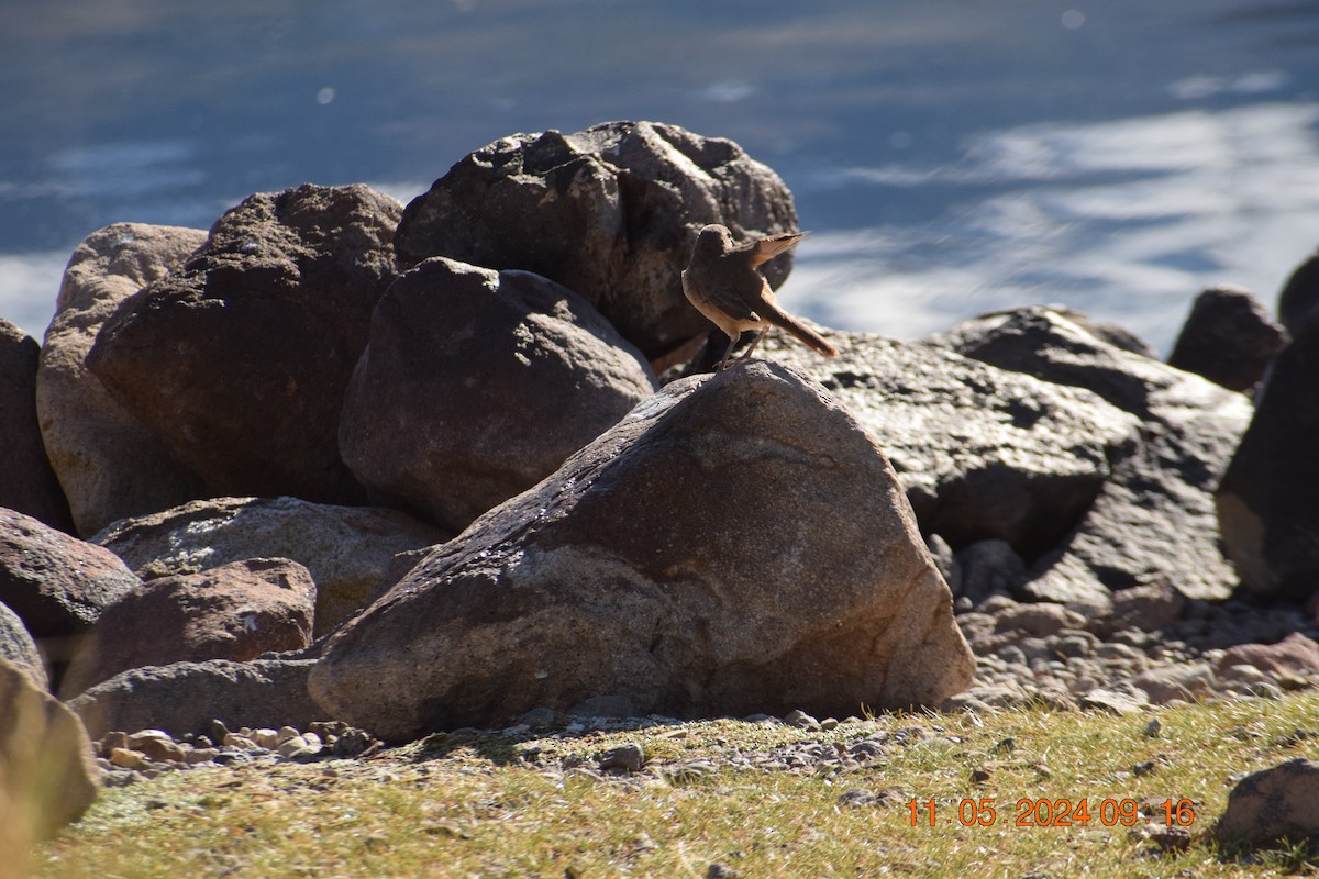 Black-faced/Andean Ibis - Reynaldo Valdivia Reyes