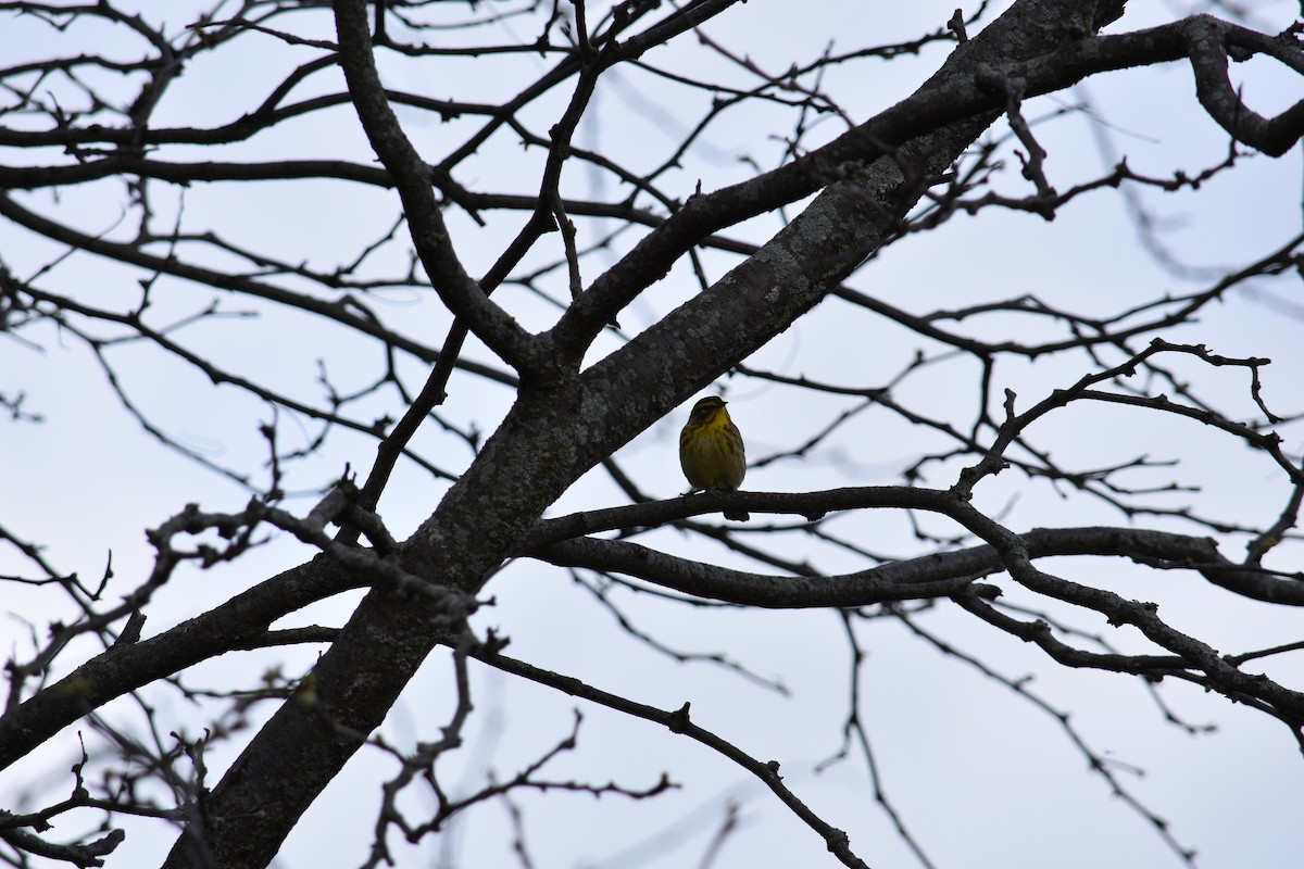 Palm Warbler - Charlie Ripp