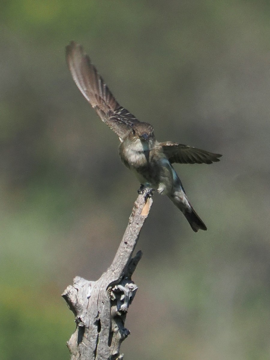 Olive-sided Flycatcher - Jack Wickel